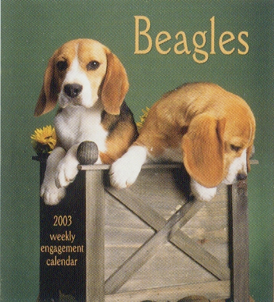 Beagle Adulto